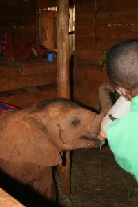 Staff at the elephant shelter feed the young ones.
