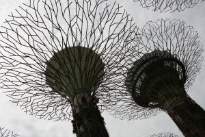 Flowers in the Singapore sky.