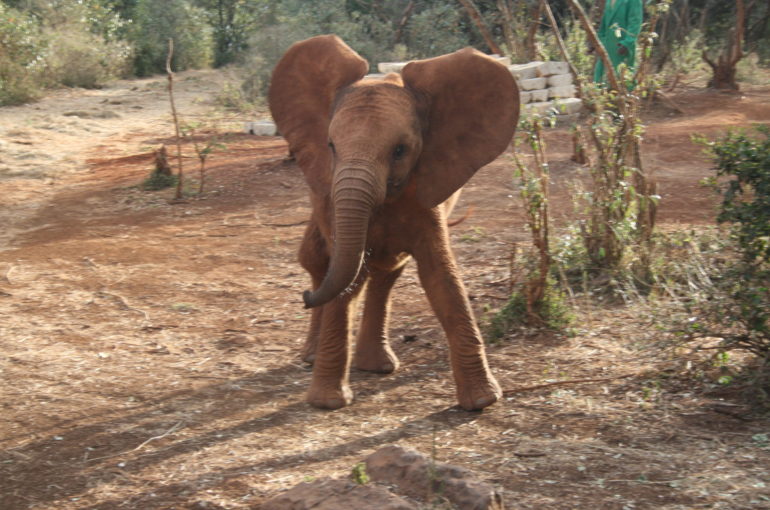 Fostering an elephant in Kenya