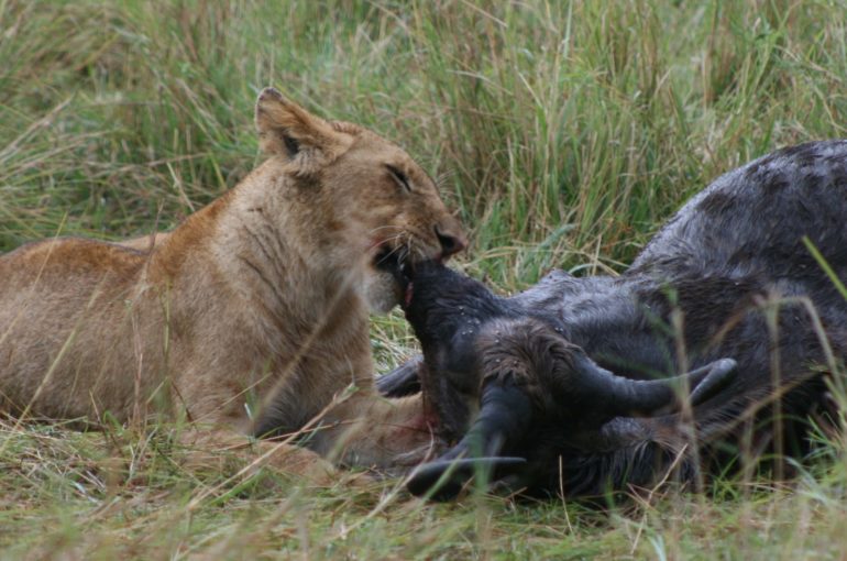 Life and death on a Kenya safari