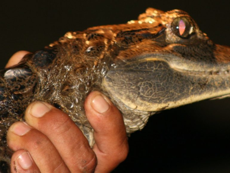 Amazon River alligators put on a night time show