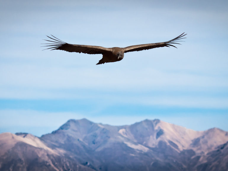 Colca Canyon is home to giant condors